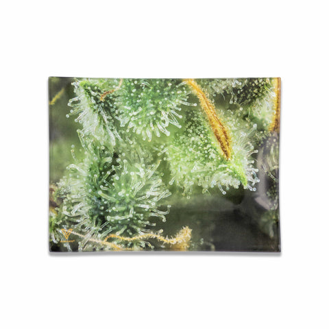 Tricomb Jungle Glass Tray